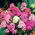 Flox de cădere, phlox de grădină, phlox perene, phlox de vară - 100 de semințe - Phlox paniculata