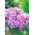 Godetia Cattleya zaden - Godetia grandiflora - 1500 zaden - Godetia grandifllora