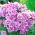 Godetia Cattleya zaden - Godetia grandiflora - 1500 zaden - Godetia grandifllora
