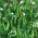 BIO - Field sugar snaps "Norli" - gecertificeerde biologische zaden - 