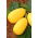 Zucchini - Złoty Cepelin - Cucurbita pepo - Leuchtendes Gelb, intensiver Geschmack - Samen