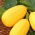 Zucchini - Złoty Cepelin - Cucurbita pepo - Leuchtendes Gelb, intensiver Geschmack - Samen