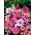 Pink Planter blandede frø - 