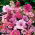 Pink Planter blandede frø - 