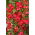 Graines de Lin rouge - Linum grandiflorum - 150 graines