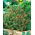 Graines de Plante Cigarette ou Fleur de Cigarette - Cuphea ignea - 5 graines