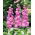 Růžový otřep, 10 týdnů "Excelsior" - 300 semen - Matthiola incana annua - semena