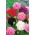 Poppy poppy - campuran pelbagai bunga; broadseed poppy - 1000 biji - Papaver somniferum - benih