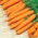 Carrot - Amsterdam 3 - Seed tape - Bright Sweetness, Velvety Smooth