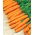 Carrot - Amsterdam 3 - Seed tape - Bright Sweetness, Velvety Smooth