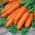 Carote - Migon - Baby - 240 semi - Daucus carota ssp. sativus