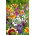 Annual Plants Last Minute Mix zaden - 70 zaden - 