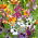 Annual Plants Last Minute Mix zaden - 70 zaden - 