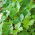 מיצובה, זרעי פטרוזיליה יפנית - Cryptotaenia japonica - Petroselinum crispum ‘Mitsuba' - זרעים