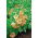 Nasturtium Alaska Salmon Orange seemned - Tropaeolum majus var. Nanum - 24 seemnet