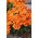 Nemesia Orange Prince mag - Nemesia strumosa - 1000 mag - magok