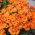Nemesia Orange Prince mag - Nemesia strumosa - 1000 mag - magok