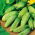 Cucumber Wisconsin SMR 58 seeds - Cucumis sativus - 250 seeds