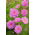 Garden cosmos "Rose Bonbon" - pink variety; Mexican aster - 75 seeds