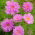 Garden cosmos "Rose Bonbon" - pink variety; Mexican aster - 75 seeds