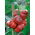 Poivron - Iga - 60 graines - Capsicum L.