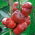 Poivron - Iga - 60 graines - Capsicum L.