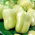 Peperone – Aurora - dolce - 65 semi - Capsicum L.