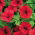Red petunia "Cascade" -  "Superkaskadia" - 12 seeds