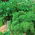 Home Garden - Leaf parsley variety mix - for indoor and balcony cultivation - 3000 seeds