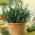 Home Garden - Rosemary - per coltivazione indoor e balcone - 80 semi - Rosmarinus officinalis