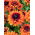 Black-eyed Susan "Cherokee Sunset" - dvoubarevné - 1500 semen - Rudbeckia hirta - semena