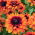 Black-eyed Susan "Cherokee Sunset" - dvoubarevné - 1500 semen - Rudbeckia hirta - semena