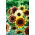 Tournesol - Fantasia - Helianthus annuus - graines
