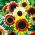 Tournesol - Fantasia - Helianthus annuus - graines