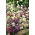 Sladká zmes Alyssum mix - Lobularia maritima - 1750 semien - semená