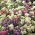 Sladká zmes Alyssum mix - Lobularia maritima - 1750 semien - semená