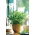Home Garden - Candyleaf "Sweetheart" - for indoor and balcony cultivation - 24 seeds