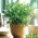 Home Garden - Candyleaf "Sweetheart" - for indoor and balcony cultivation - 24 seeds