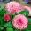Roz mare floare margaretă "Maria" - 900 de semințe - Bellis perennis grandiflora. 