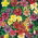 Hạt hỗn hợp sơn lưỡi - Salpiglossis sinuata - 2250 hạt