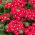 Taman verbena - bunga merah dengan titik putih; vervain taman - 120 biji - Verbena x hybrida - benih