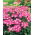 Garden vervein, verbena - pink with a white spot - 120 seeds