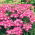 Garden vervein, verbena - pink with a white spot - 120 seeds