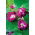 Morning Glory Raffles semințe - Ipomea imperialis - 80 de semințe - Ipomoea purpurea