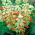 Salvia escarlata - Sangria - 10 semillas - Salvia splendens