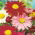 Malede Daisy Robinson's Mix frø - Chrysanthemum coccineum - 120 frø