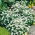 White Forget-Me-Not, frø - Myosotis alpestris