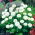 Engleski sjemenke margarine - Bellis perennis - 690 sjemenki
