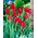 Tulipa Red Georgette - Tulpe Red Georgette - 5 Zwiebeln