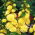 Hollyhock - Yellow - Alcea rosea - Sky-High Yellow Beauty, Ideal for Rustic Gardens - Fresh Seeds